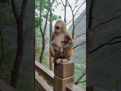 Monkey Sounds 😬#shorts