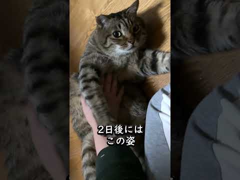 ピースケは8年間ずっと野良猫でした #初老夫婦とねこ