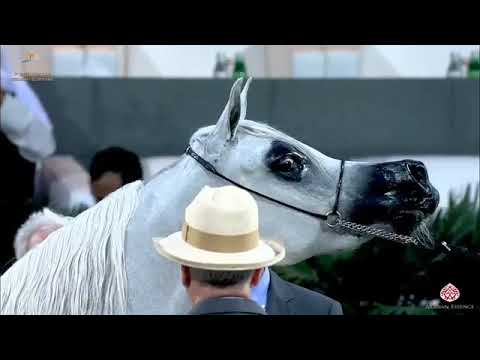 AJEEBA ALDANAT at KUWAIT Straight Egyptians Breeder CUP 2020