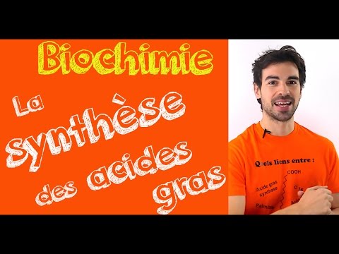 Cours de biochimie: la synthèse des acides gras