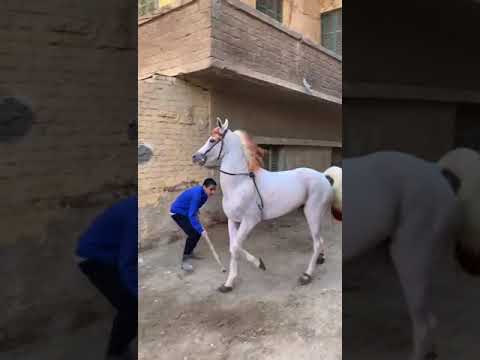 الحصان بيرقص لوحده خيل السمان