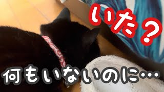 何かいると思った黒猫キキ→違ったけど可愛い