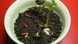 Growing Beans HD Timelapse