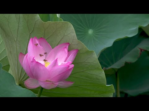 Healing Meditation for Fábry      🎧!