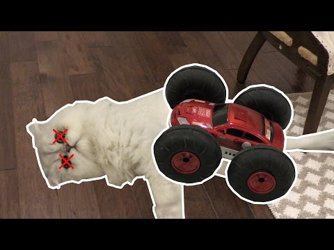 OUR CAT GOT HIT BY A CAR!!!!