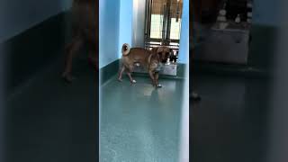 Video preview image #1 Dachshund-Unknown Mix Puppy For Sale in Pasadena, CA, USA