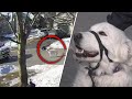 Dog Stops Car To Help Save Owner Who Suffered A Seizure
