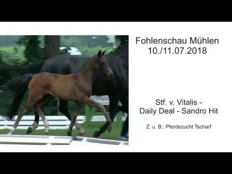 Stf v Vitalis x Daily Deal x Sandro Hit 2018