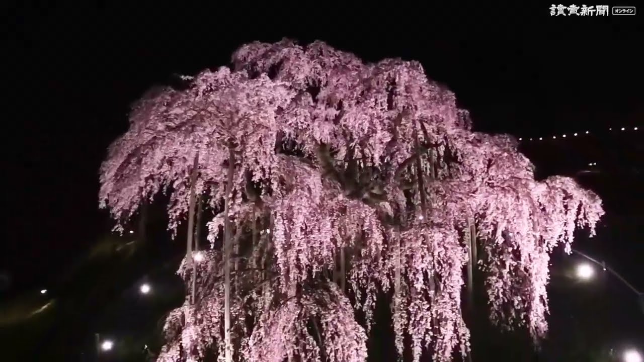 国の天然記念物「三春滝桜」満開…福島