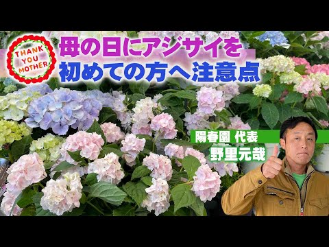 白いパニクラータアジサイを上手に管理して、屋外スペースに完璧な雰囲気を与える方法  庭園