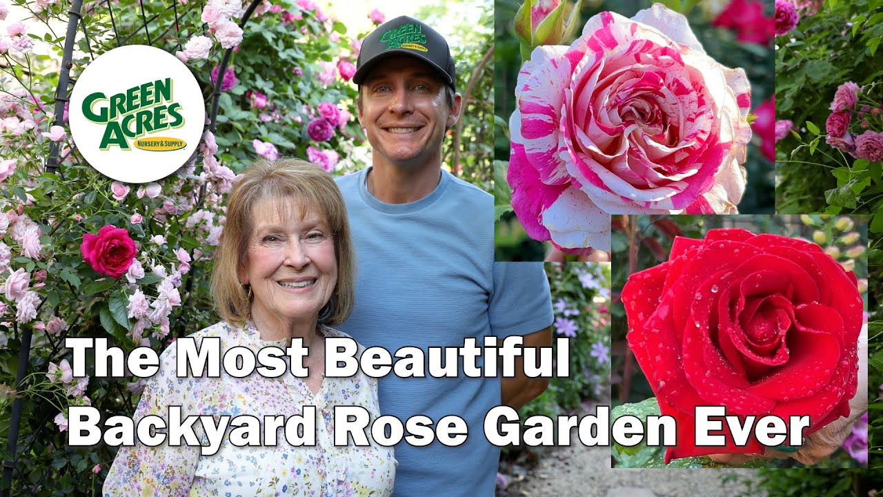 Inside a Master Rosarian's 300+ Rose Garden - Full Tour