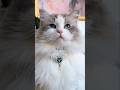 A princess cat AND… #ragdolls #adorablecats #onigiri