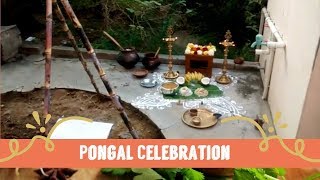 pongal celebration in tamil | pongal festival recipes | thai pongal festival | :