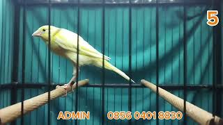 Download lagu MATERI GANTANGAN F2YS, F2GB, F1GB, F2SF, F1YS, F1RASMI !!! MONGGO DI GAS BOS Q mp3 Download lagu MATERI GANTANGAN F2YS, F2GB, F1GB, F2SF, F1YS, F1RASMI !!! MONGGO DI GAS BOS Q mp3