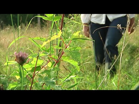 TBE ökar - bärplockare mest drabbade - Nyheterna (TV4)