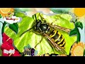 The Amazing World Baby Tv Bee