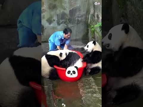 Panda 🐼 Can’t miss the panda video #fyp #funny #panda #pandafunnyvideo #core #foryou #usa #pandas
