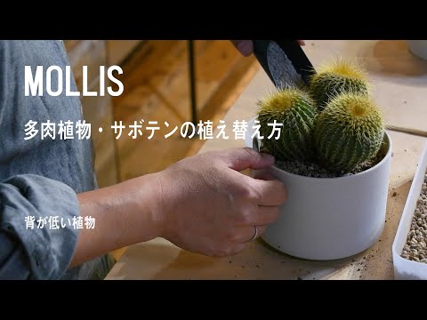 サボテンの植え替え:苦労せずに行う方法は次のとおりです トピックス