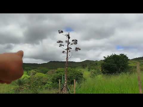 Sítio 55 hect  R$450,000 mil 21km cidade Fruta de leite mg norte minas gerais  38)999379597  Daniel 