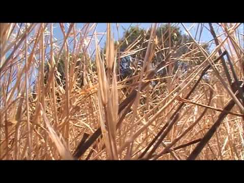 MarinShortFilm #3 - Larkspur