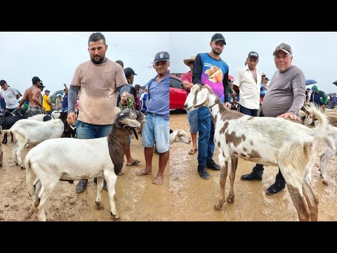 Feira de Animais, Sítio Camarada, Cumaru - PE | 06/09/2026