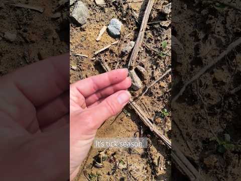 teeeny tiny turkey tick. #checkforticks #southernindiana #turkeytick #tickawareness
