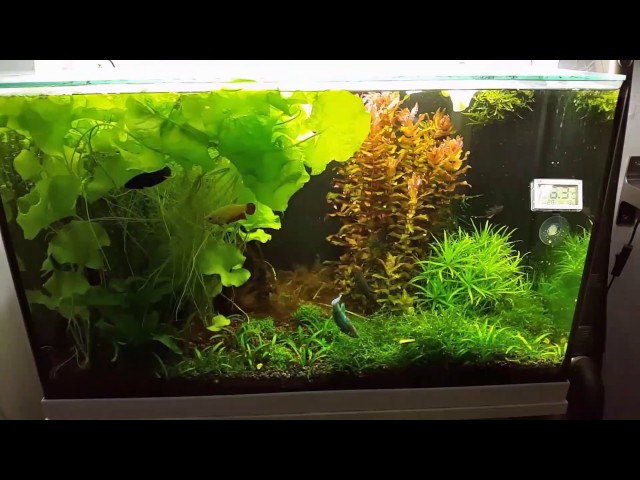 Betta Tank Plants Update