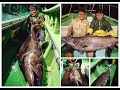 Fishing Traveler - 2018 42KG Oil Fish with Fishman Comodo 610XH Fishing Traveler - 2018 42KG Oil Fish with Fishman Comodo 610XH