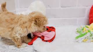 ハーフ犬の動画02