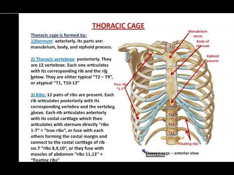 Bones and Muscles of the Thoracic Wall - Dr. Ahmed Farid