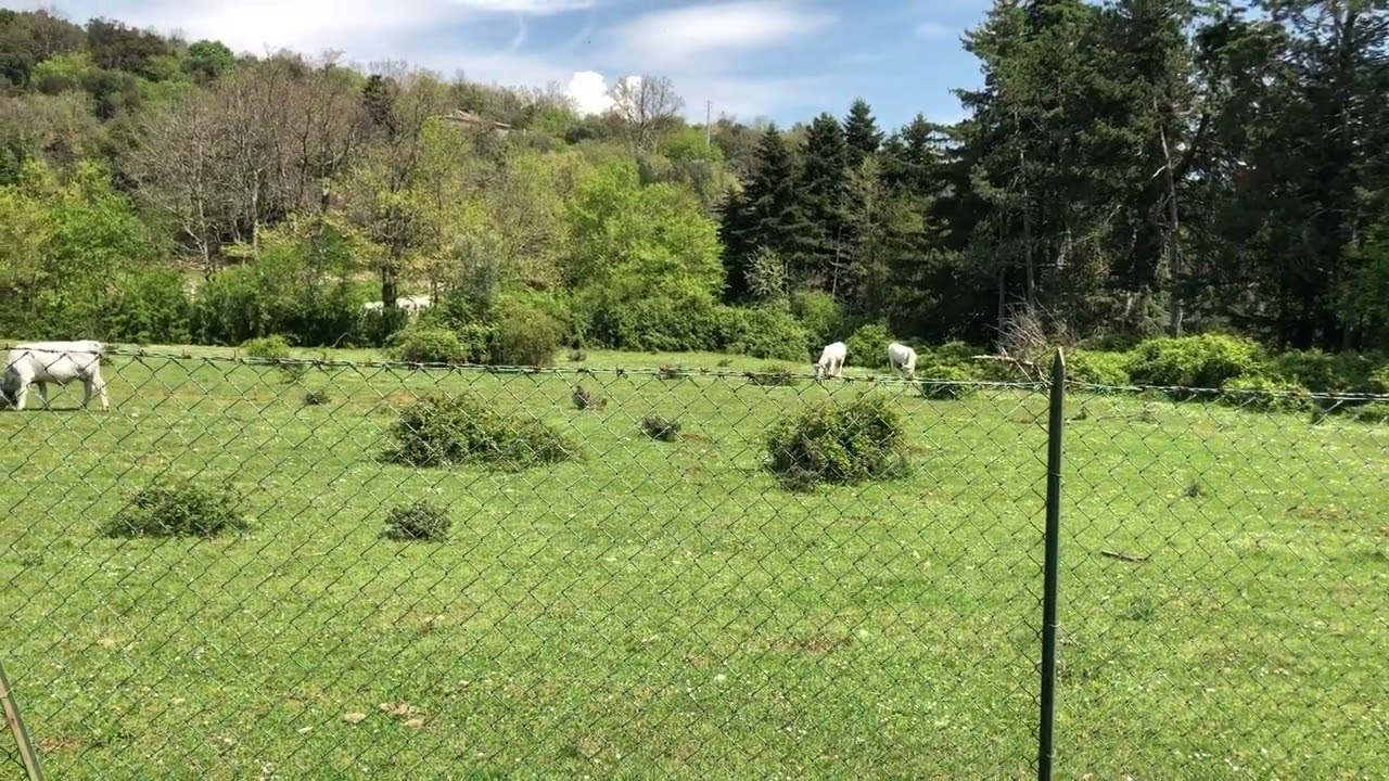 Cows of Monte Cassino