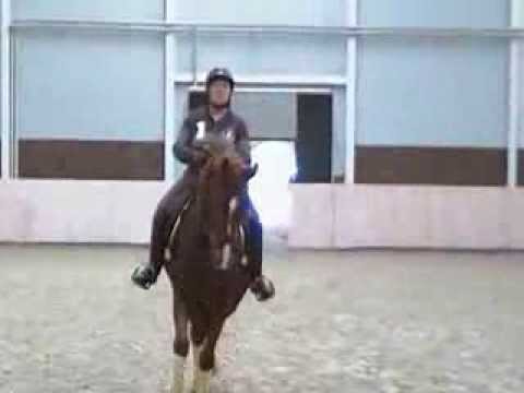 Training b.  Holga  Finken Gestüt Bonhomme