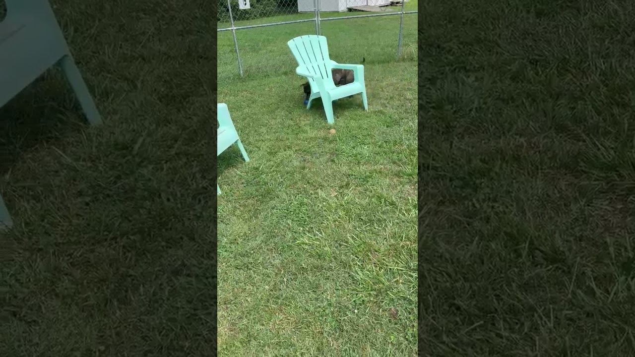 Sunflower, a Adoptable Mixed Breed in Fredericksburg, VA video 5/5
