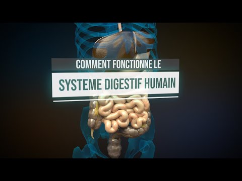 Comment fonctionne le système digestif humain ? (Animation)