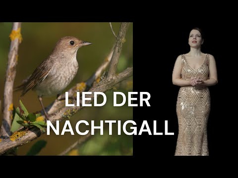 Laura Kirchgässner - Lied der Nachtigall - Franz Grothe