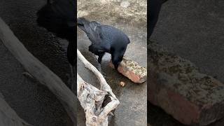 A smart raven figuring out how to crack a nut ! #smartpet #ravens  #funnypet