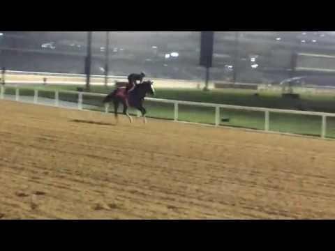 Epicharis (JPN) on track at Meydan