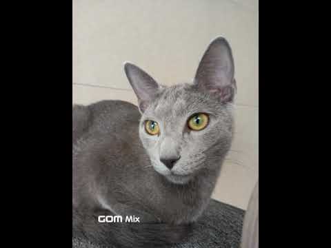 #Russian blue. His eye color is changing . Three colors in his eyes.