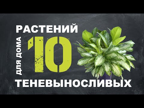 ТОП 10 ТЕНЕЛЮБИВЫХ РАСТЕНИЙ ДЛЯ ДОМА 🌿