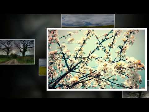 Branislav Mandic i Sekstet Dusana Radetica   Pokraj puta ta nova gradina