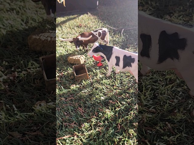Vídeo relacionado con OEBUAFI Estatuilla de Toro de Plástico, Modelo Realista de Ganado de Granja para Niños, Excelente Detalle, Mano de Obra Exquisita