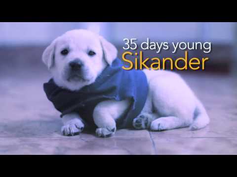Sikander (Labrador)