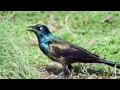 The Most Underrated Bird // The Common Grackle