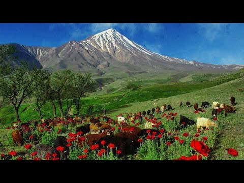 Eating wild apricots in Kurdistan | Jeremy Curl
