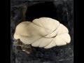Unica Zürn and Hans Bellmer: An Investigation