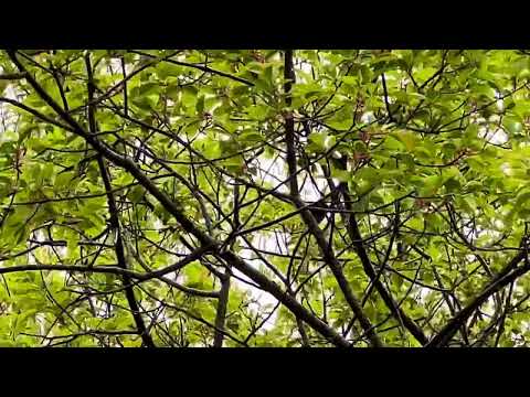 Horárik čiernohrdlý (Setophaga caerulescens) — spev a hlas v prírode
