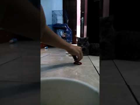 he's a smart cat, he finds what he's looking for, call him Abu