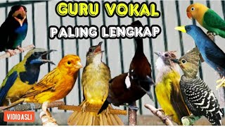 Download lagu GURU VOKAL PALING LENGKAP untuk murai batu trotola... mp3