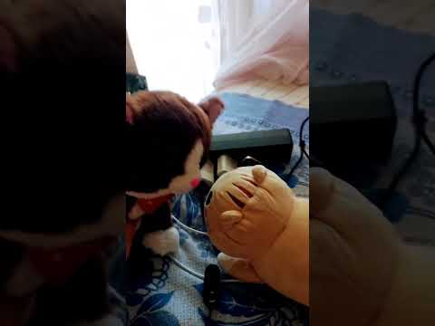 Кот ругаться на кота