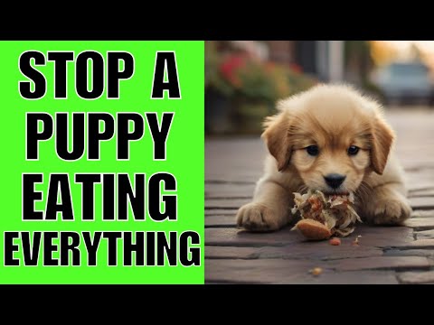 How To STOP A Puppy From Eating Everything Off The Ground (TODAY)